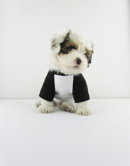 Black and White Contrasting Raglan T-shirt, 95Cotton/ 5Spandex Jersey,  Dog Apparel