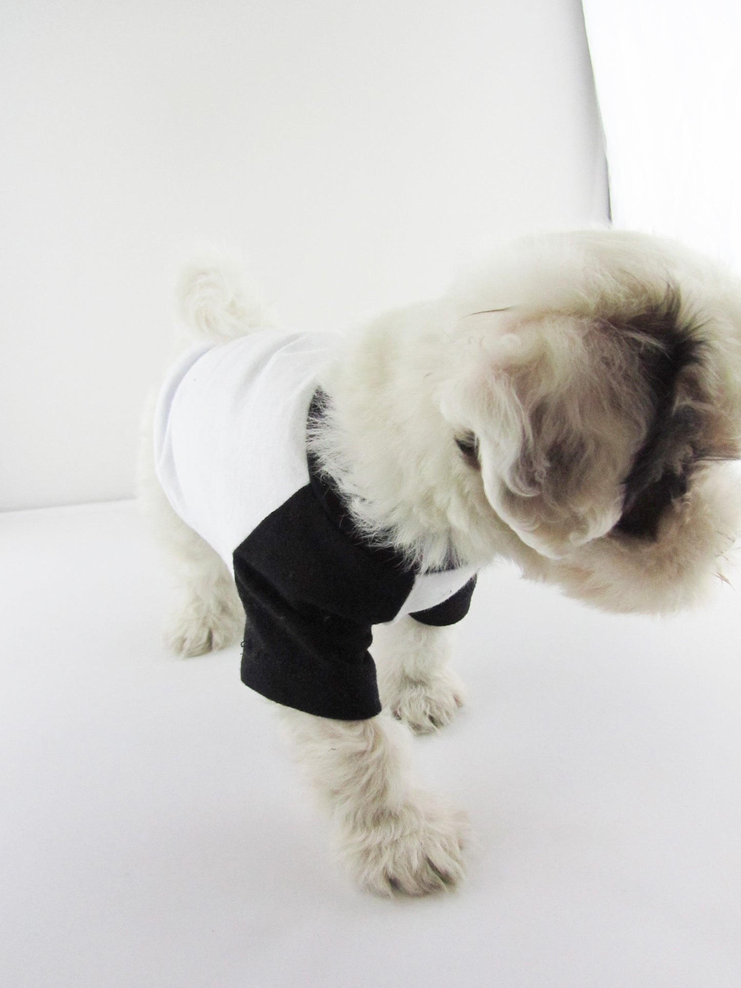 Black and White Contrasting Raglan T-shirt, 95Cotton/ 5Spandex Jersey,  Dog Apparel